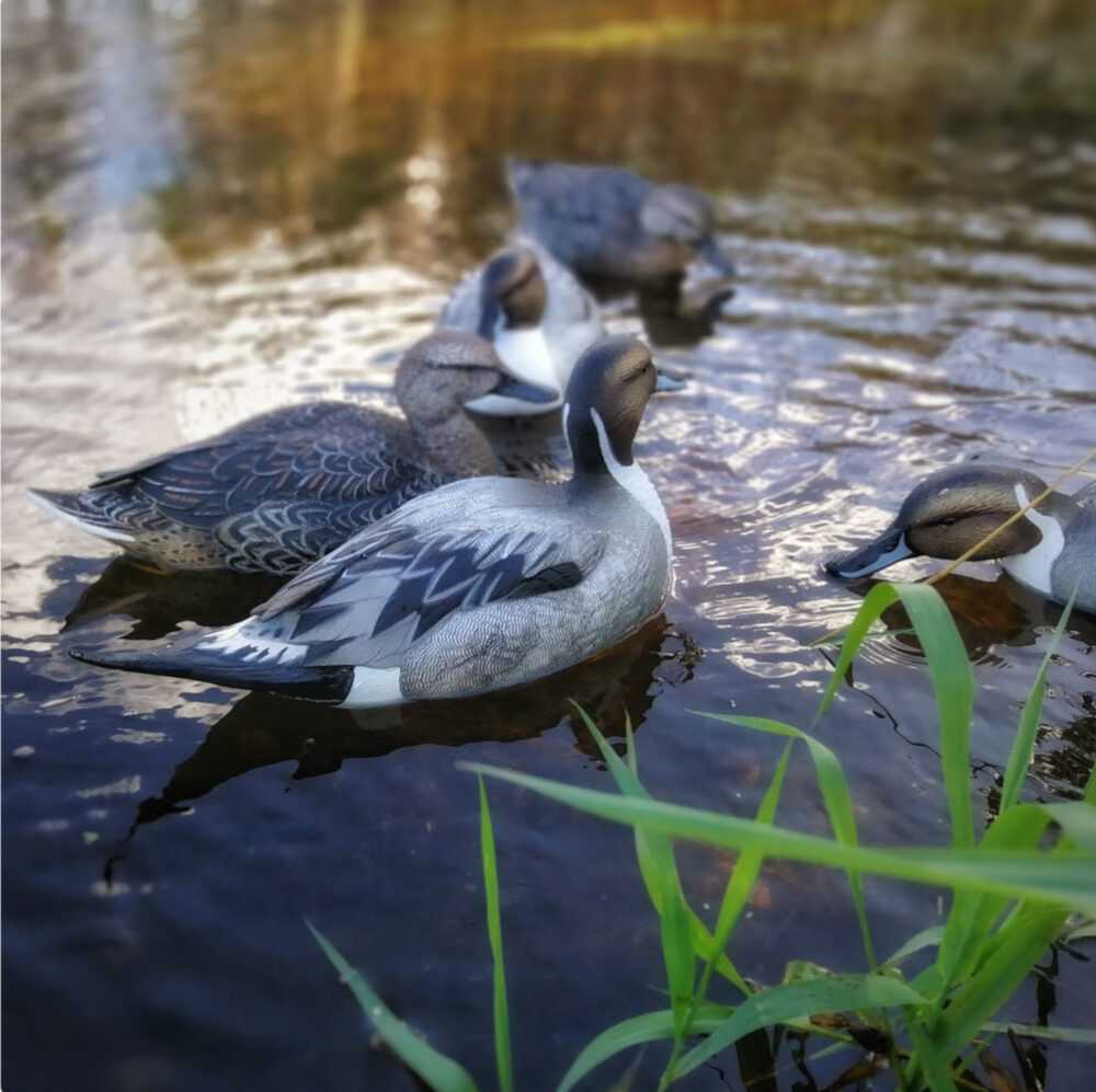 pintailduck001