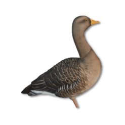 Bulvaner för gåsjakt