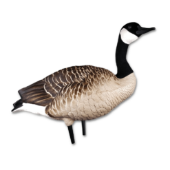Kanadagås